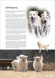 풍산개 Pungsan Dog / 애완견 [전원일기-언론출판위원회]