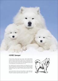사모예드 Samoyed / 애완견 [전원일기-언론출판위원회]