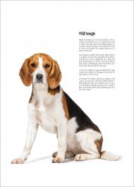 비글 beagle / 애완견 [전원일기-언론출판위원회]