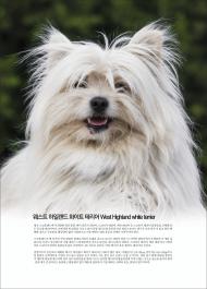 웨스트 하일랜드 화이트 테리어 West Highland white terrier / 애완견 [전원일기-언론출판위원회]
