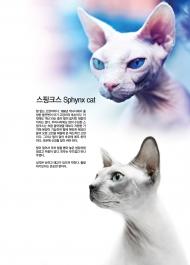 [고양이] 스핑크스 Sphynx cat
